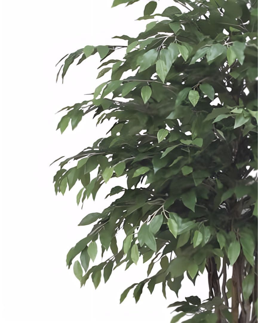 光触媒　人工観葉植物　フェイクグリーン　ベンジャミンリアナ1.8