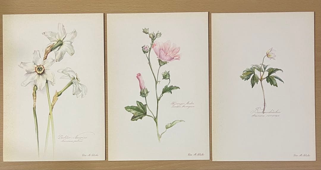 No.436ドイツ ヴィンテージ 紙もの ボタニカルアート 植物図鑑 水彩画