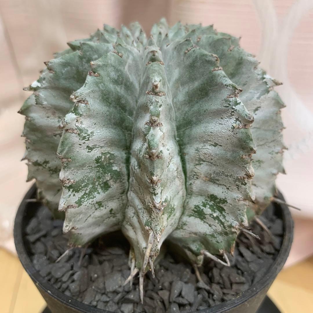 白衣ホリダ 3.5寸 8.5cm ユーフォルビア 美形美株