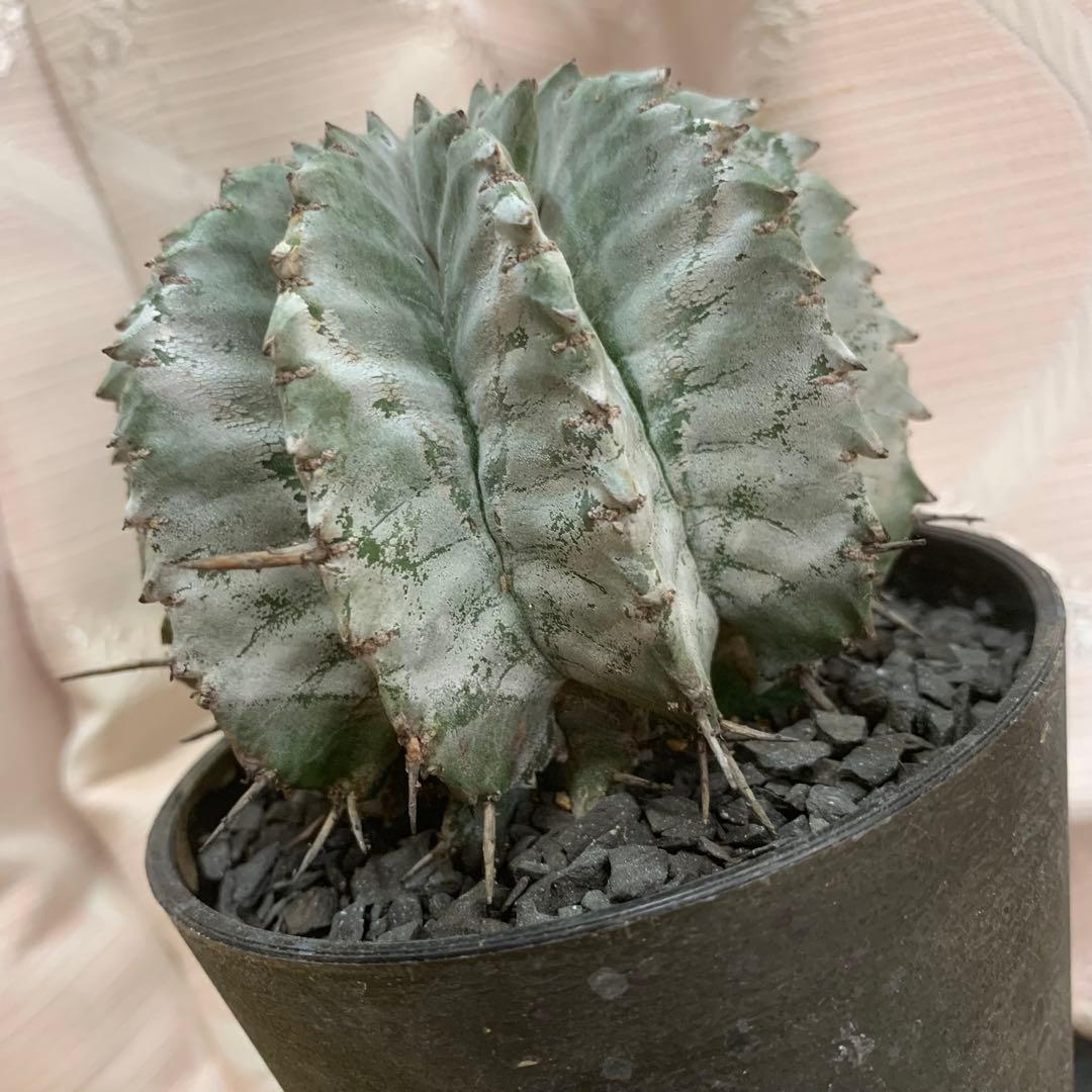 白衣ホリダ 3.5寸 8.5cm ユーフォルビア 美形美株