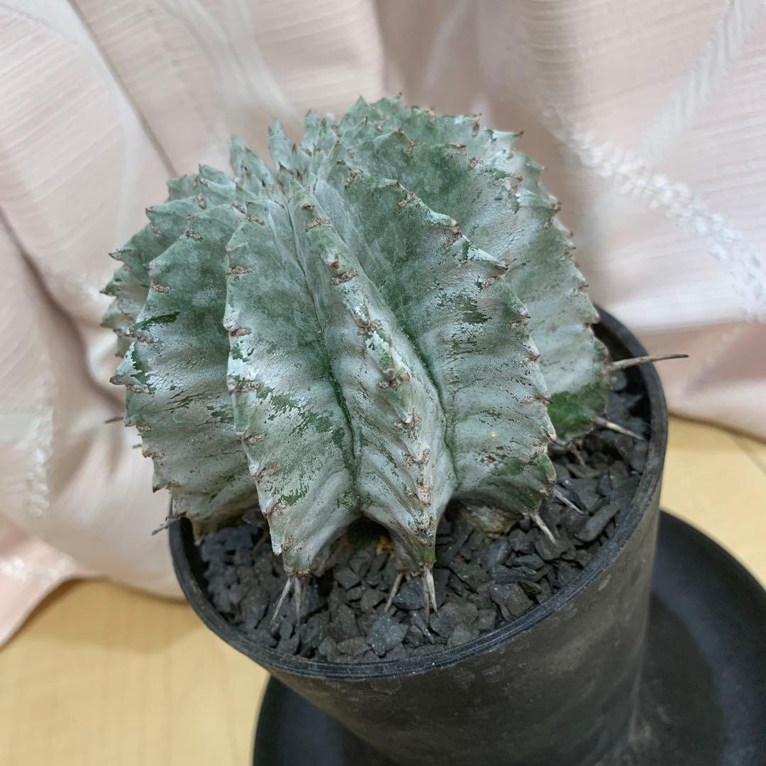 白衣ホリダ 3.5寸 8.5cm ユーフォルビア 美形美株