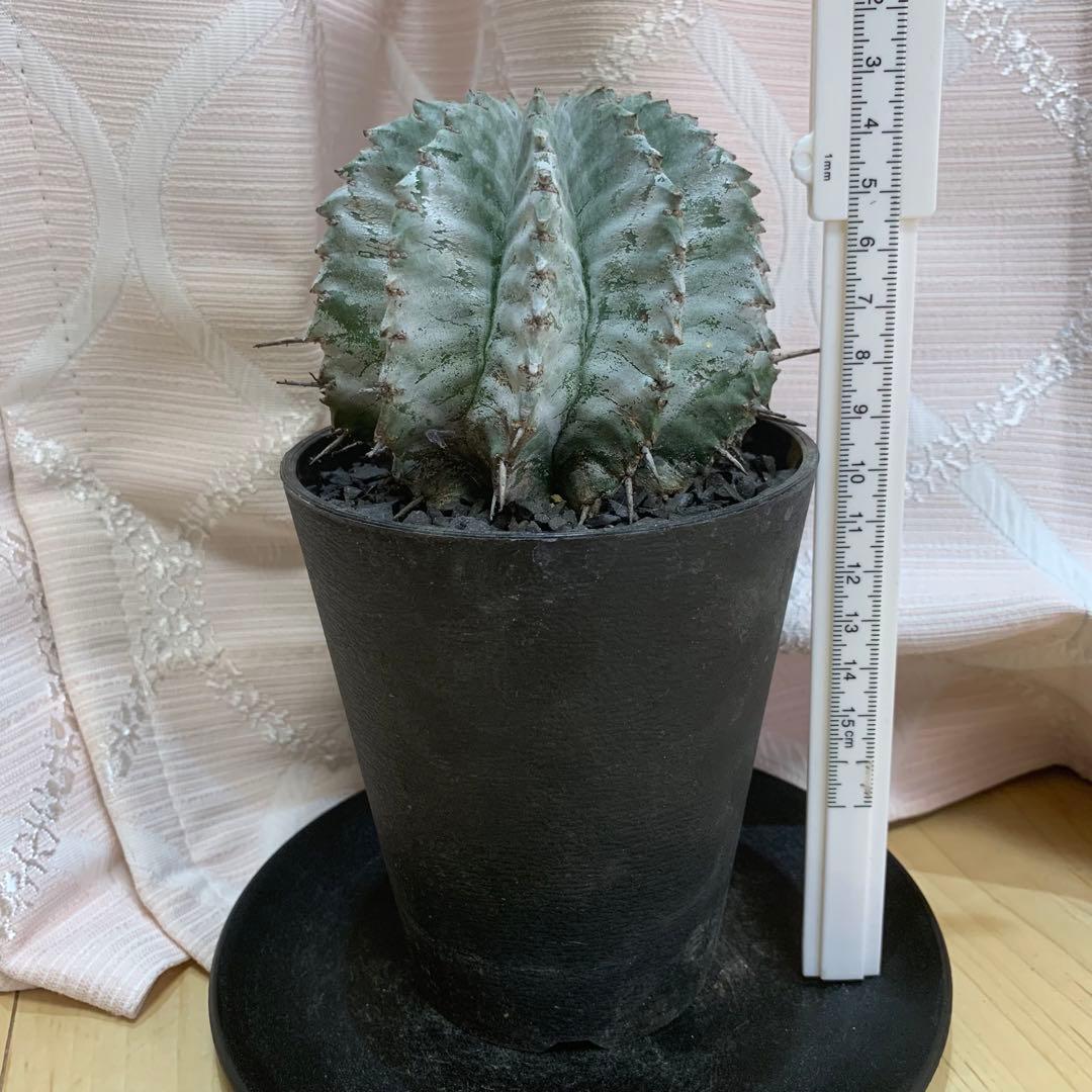 白衣ホリダ 3.5寸 8.5cm ユーフォルビア 美形美株