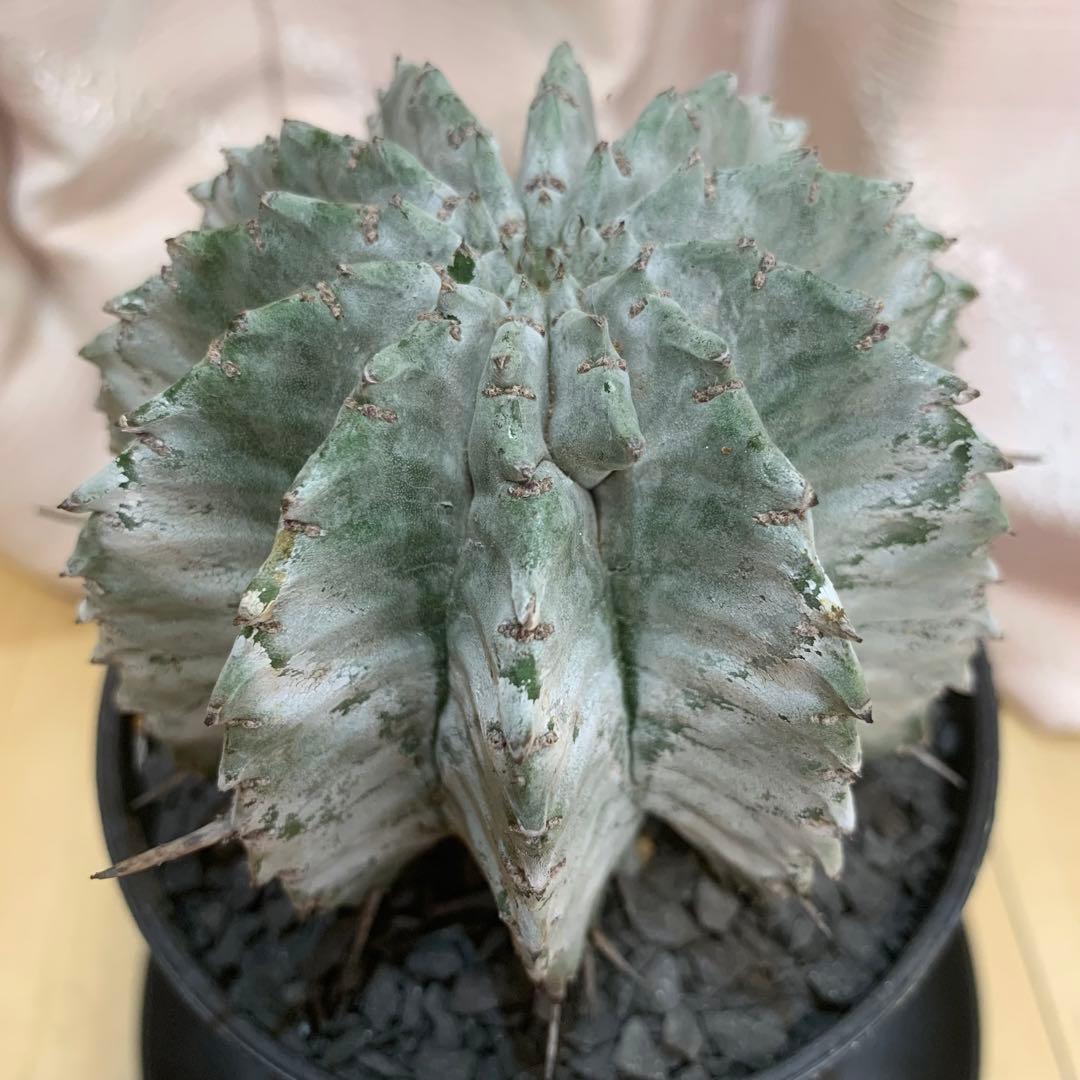 白衣ホリダ 3.5寸 8.5cm ユーフォルビア 美形美株