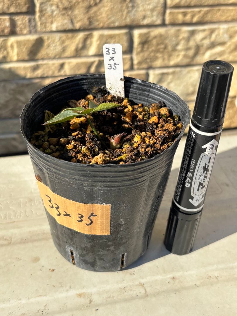 ソレイユ×ピンクスパイラル★クリスマスローズ交配苗★三年生未開花株