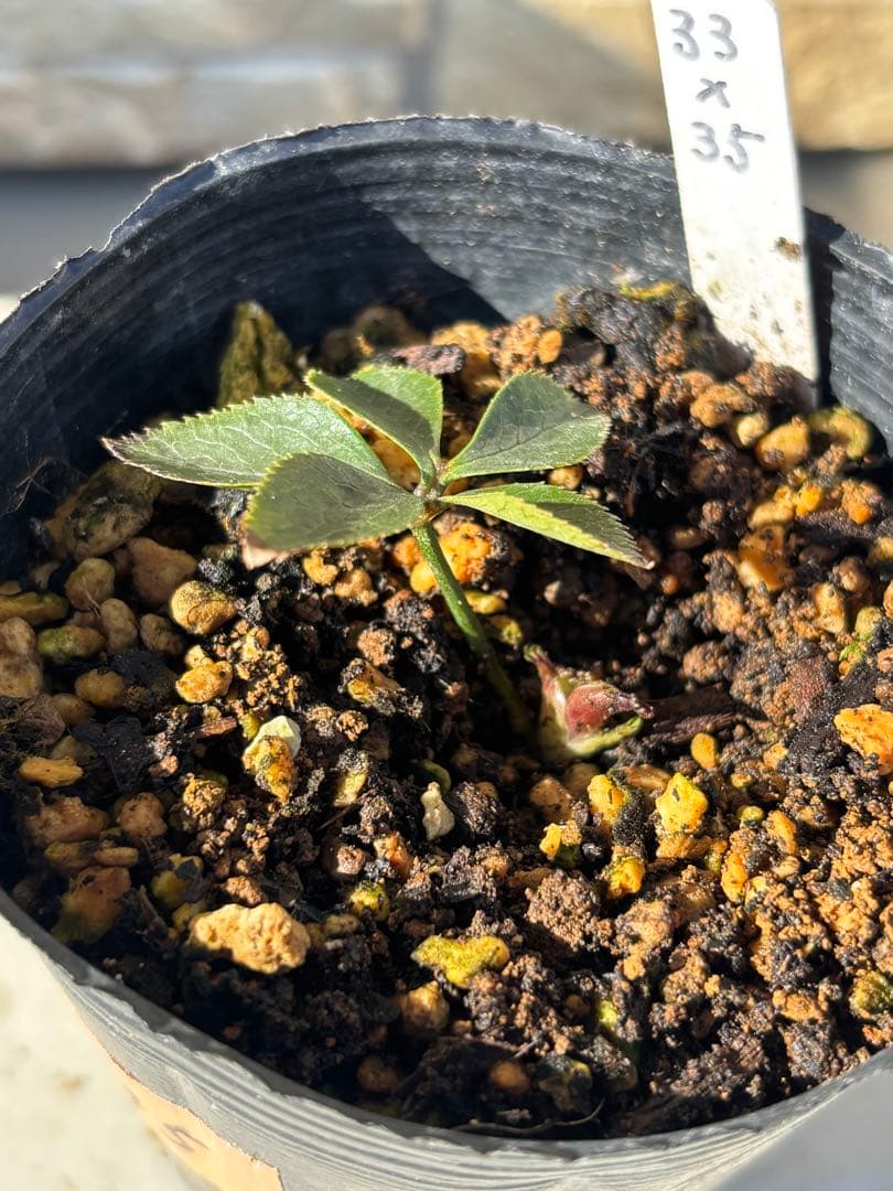 ソレイユ×ピンクスパイラル★クリスマスローズ交配苗★三年生未開花株