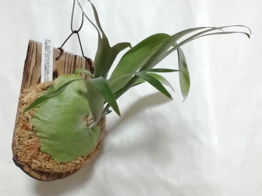 ビカクシダ　ビフルカッムcv.オールド　育てやすい希少株 かなりのお値打ち株です