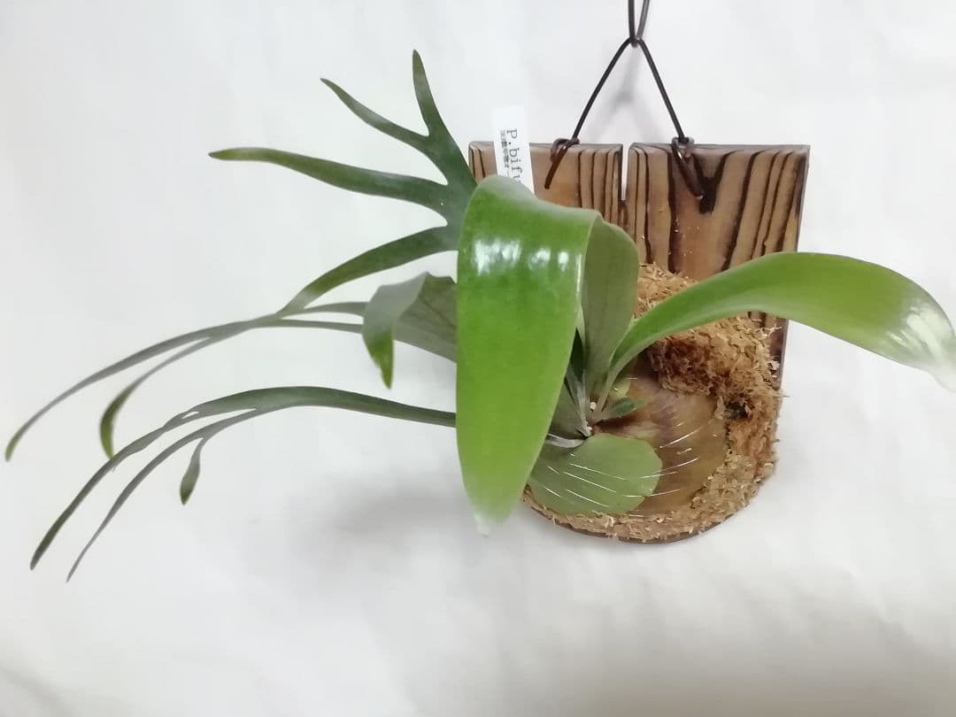 ビカクシダ　ビフルカッムcv.オールド　育てやすい希少株 かなりのお値打ち株です