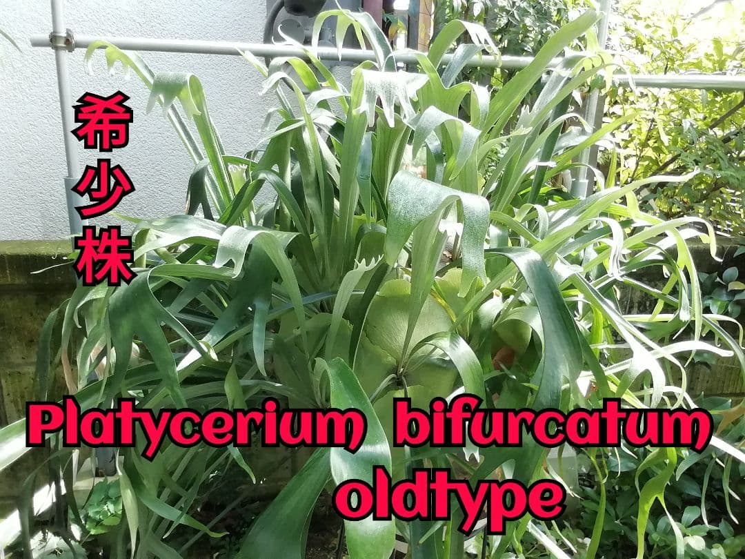 ビカクシダ　ビフルカッムcv.オールド　育てやすい希少株 かなりのお値打ち株です