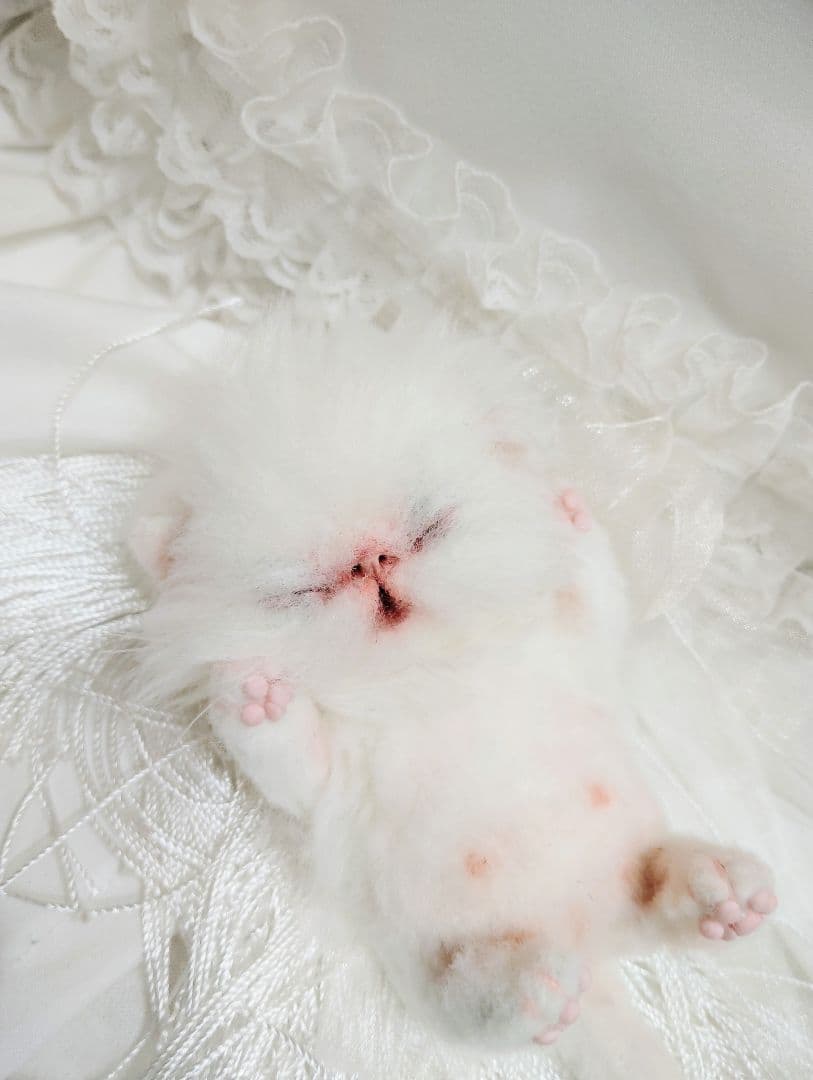 ぶーにゃんちゃん御予約❤子猫ちゃん❤