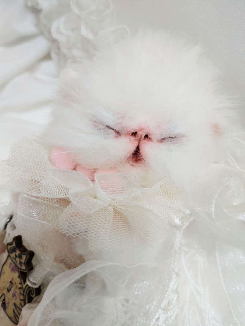 ぶーにゃんちゃん御予約❤子猫ちゃん❤