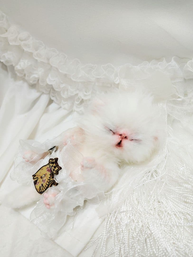 ぶーにゃんちゃん御予約❤子猫ちゃん❤