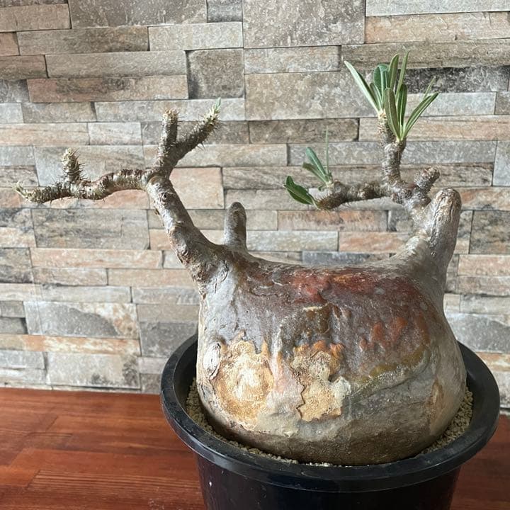 人気種　パキポディウム　グラキリス　  塊根植物　コーデックス