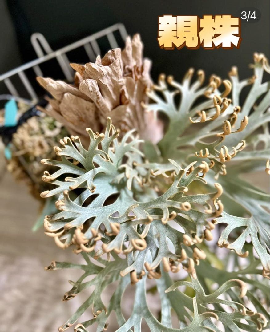 ビカクシダ　 P.willinckii  sporeling
