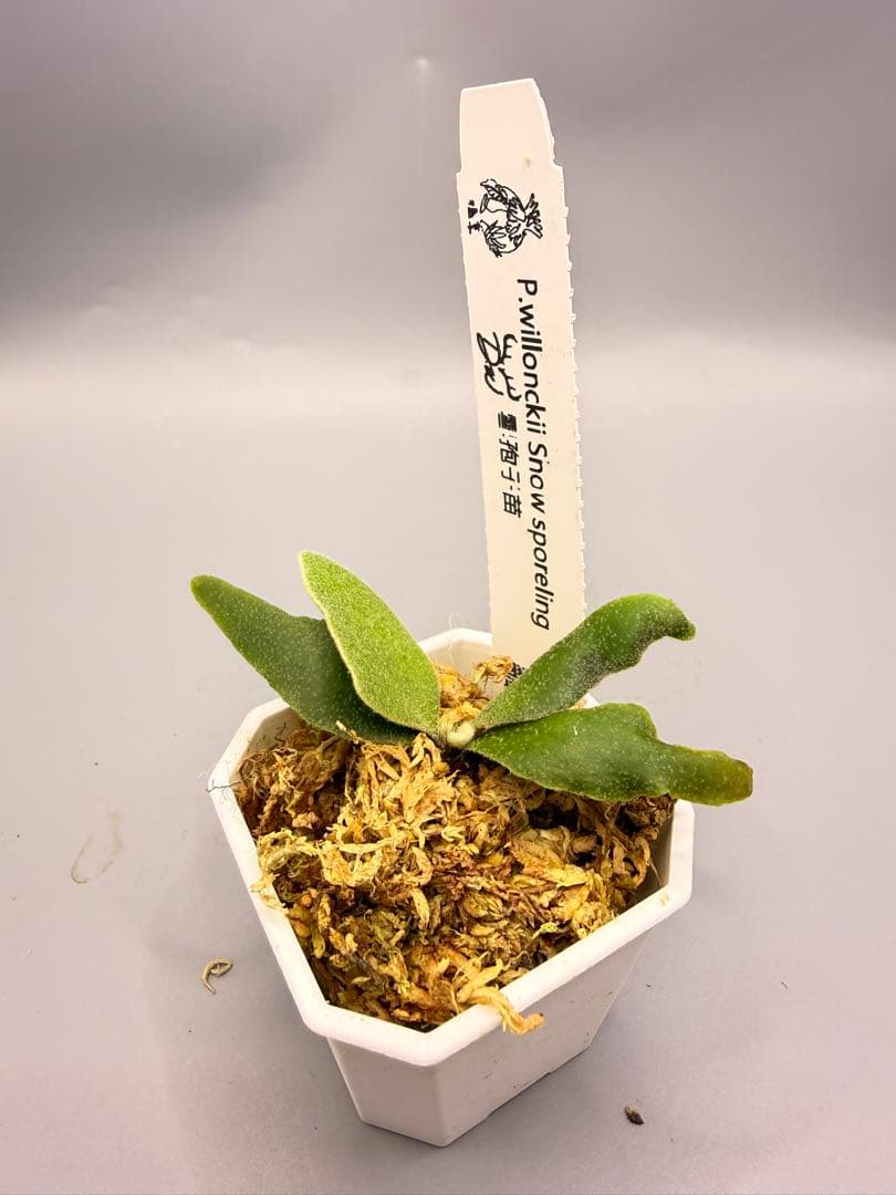 ビカクシダ　 P.willinckii  sporeling