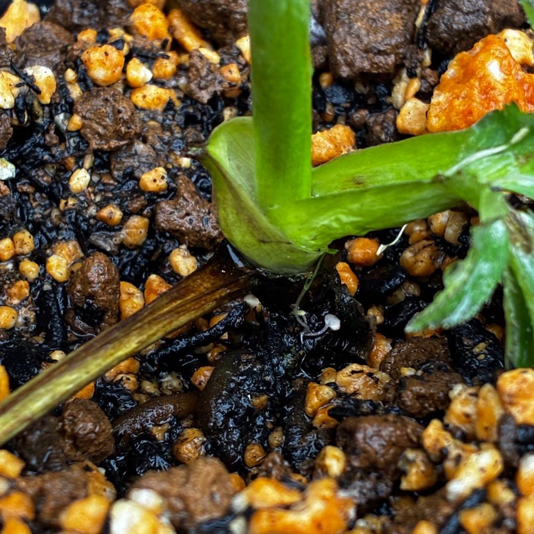 3737☘️タグ付き☘️⭐️手毬咲き⭐️小輪⭐️コンパクト⭐️佐藤さん⭐️