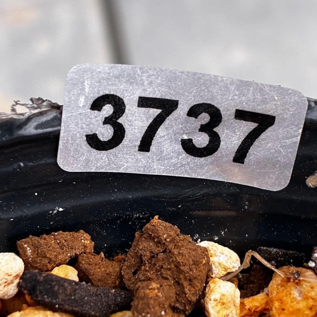 3737☘️タグ付き☘️⭐️手毬咲き⭐️小輪⭐️コンパクト⭐️佐藤さん⭐️