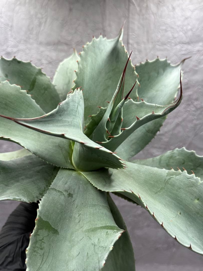 S*e様 アガベ　オバティフォリアフロスティ 特大 特選美株