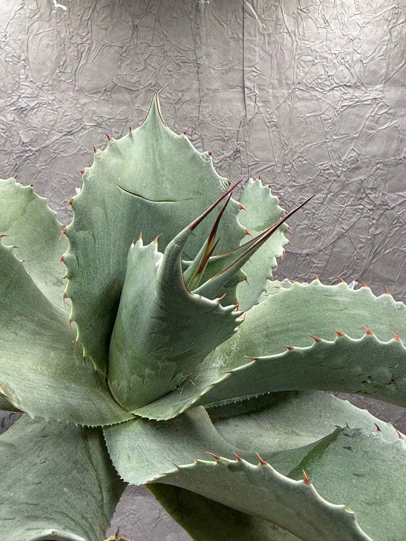 S*e様 アガベ　オバティフォリアフロスティ 特大 特選美株