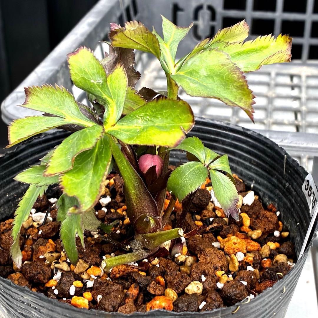 の*ん様 555☘️ラスト2☘️蕾花タグ付☘️⭐️小輪⭐️プルプラ交配⭐️アイ⭐