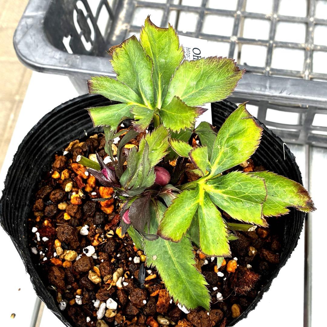 の*ん様 555☘️ラスト2☘️蕾花タグ付☘️⭐️小輪⭐️プルプラ交配⭐️アイ⭐