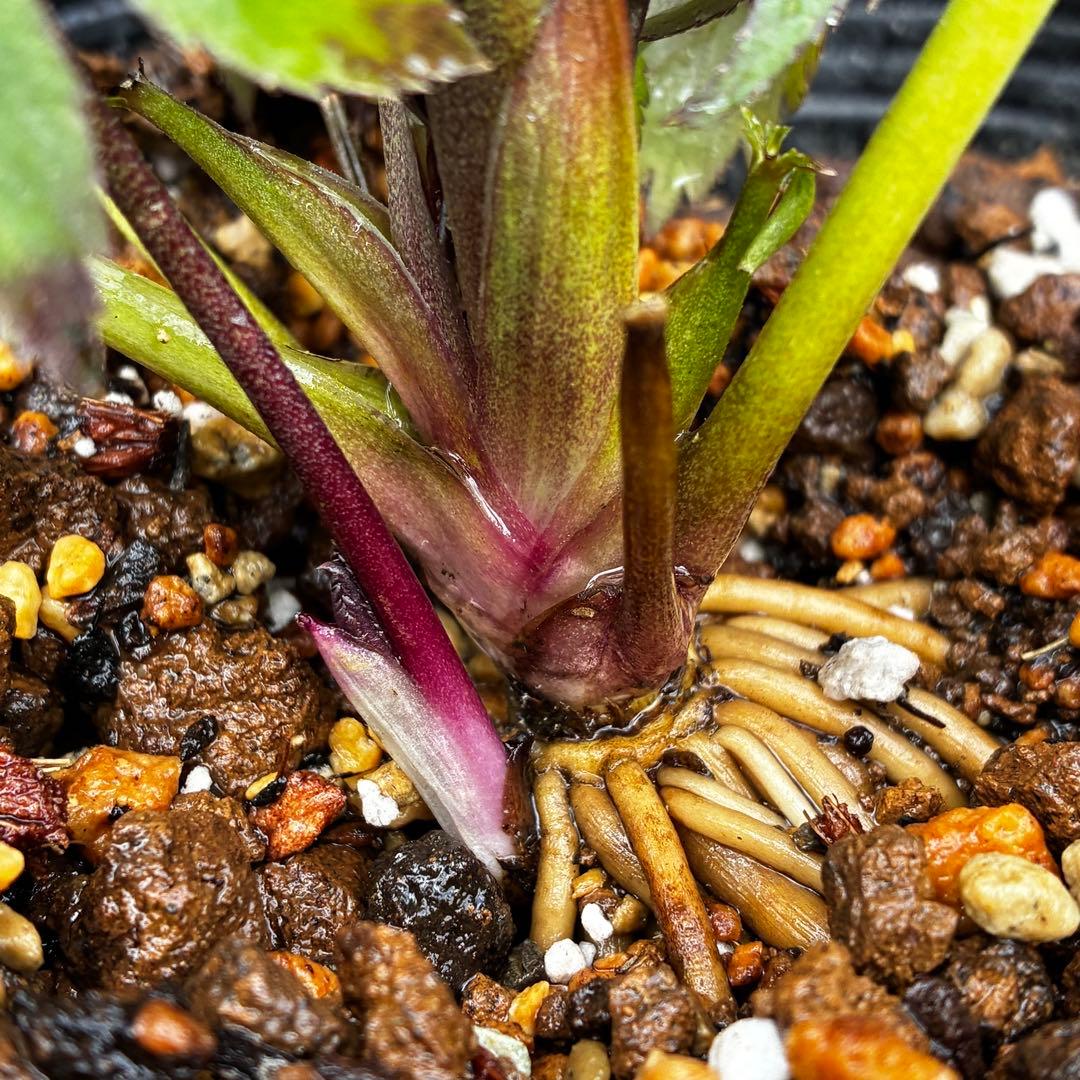 の*ん様 555☘️ラスト2☘️蕾花タグ付☘️⭐️小輪⭐️プルプラ交配⭐️アイ⭐