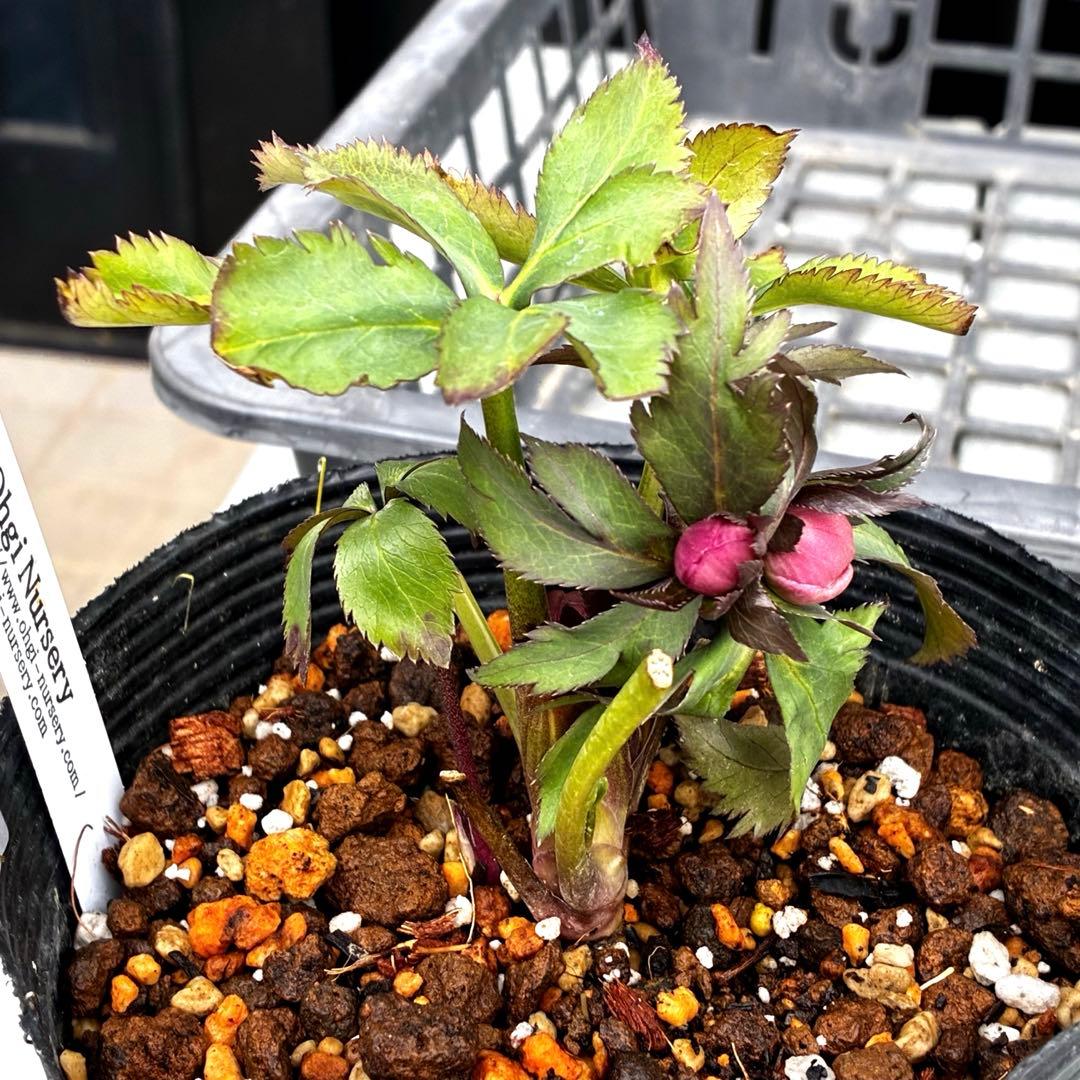 の*ん様 555☘️ラスト2☘️蕾花タグ付☘️⭐️小輪⭐️プルプラ交配⭐️アイ⭐