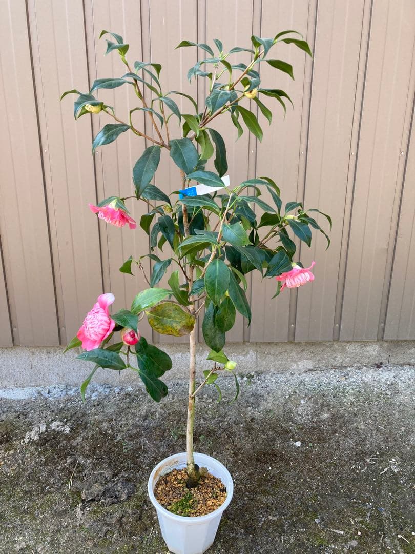 椿(ツバキ)接木苗　桃色卜伴