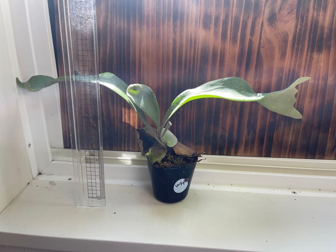 ビカクシダ 大きめ5株セットＫ