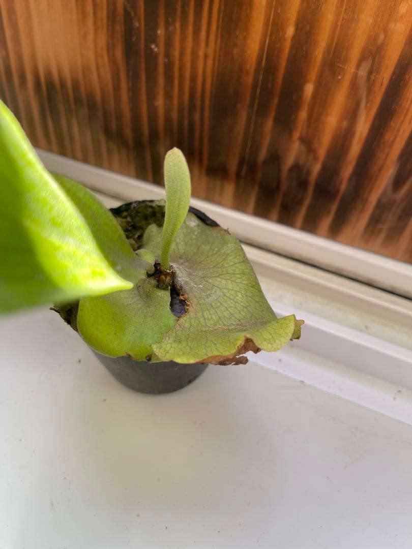 ビカクシダ 大きめ5株セットＫ