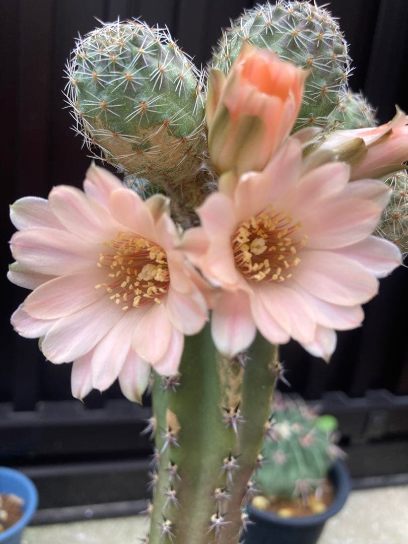 サボテン メディオロビビア♪カキコ1つ