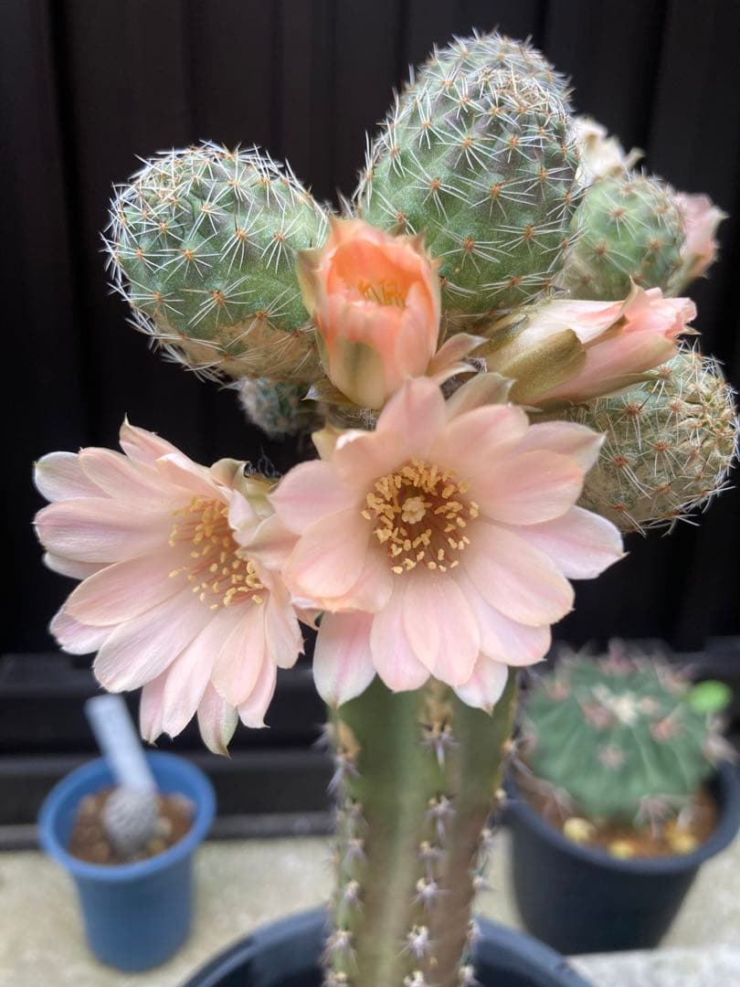 サボテン メディオロビビア♪カキコ1つ