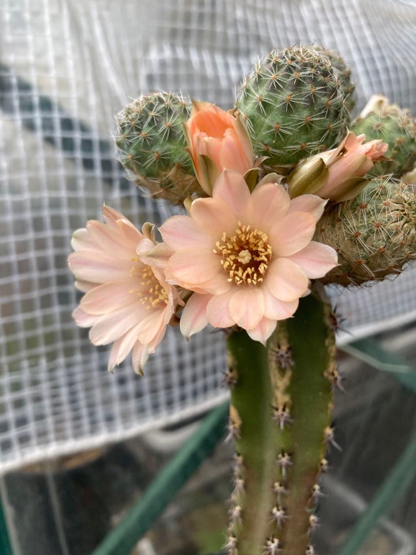 サボテン メディオロビビア♪カキコ1つ