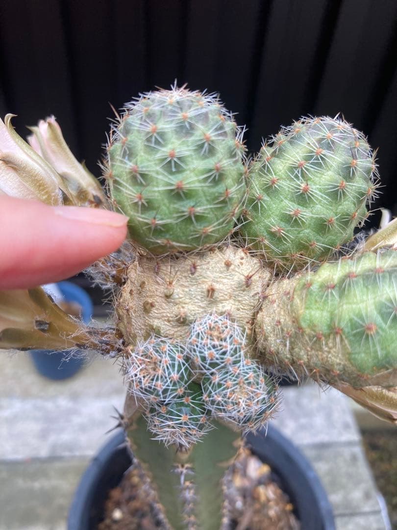 サボテン メディオロビビア♪カキコ1つ