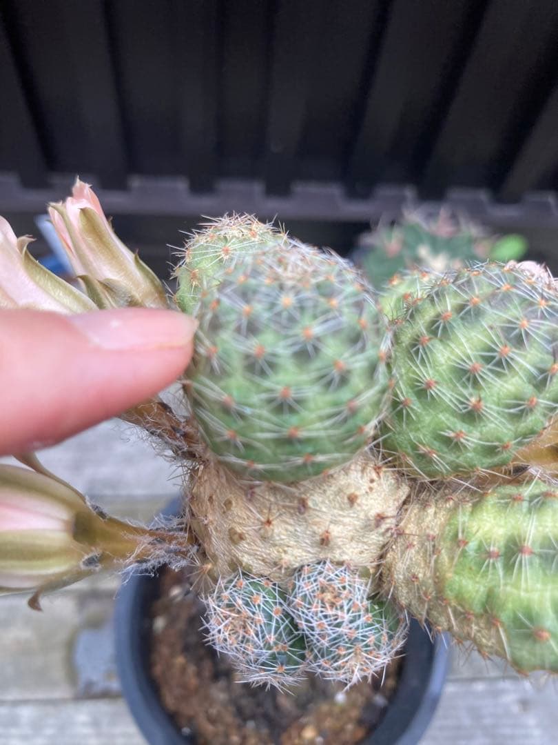 サボテン メディオロビビア♪カキコ1つ