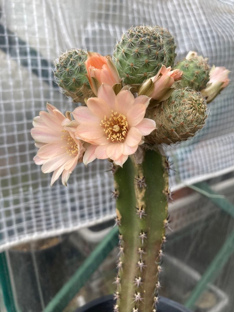 サボテン メディオロビビア♪カキコ1つ