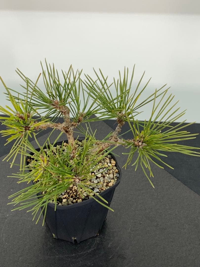 希少　錦松のミニ盆栽　素材　推定樹齢20年以上（検索/懸崖黒松真柏糸魚川赤松）