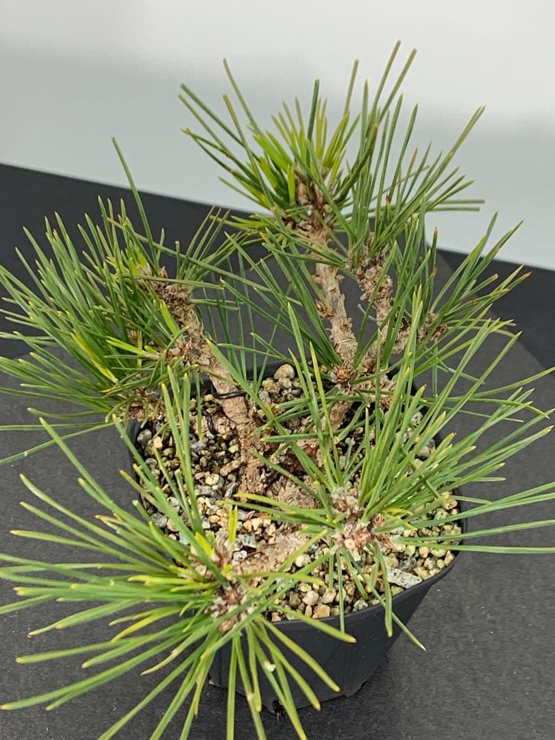 希少　錦松のミニ盆栽　素材　推定樹齢20年以上（検索/懸崖黒松真柏糸魚川赤松）
