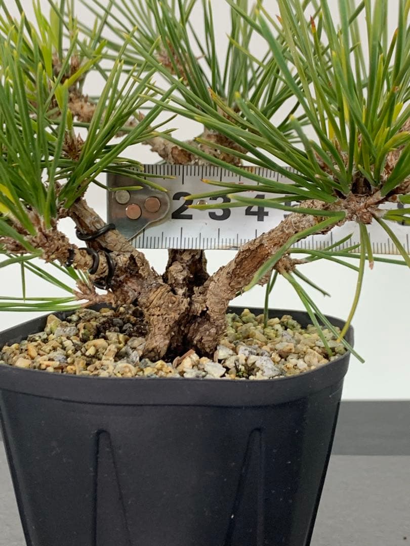 希少　錦松のミニ盆栽　素材　推定樹齢20年以上（検索/懸崖黒松真柏糸魚川赤松）