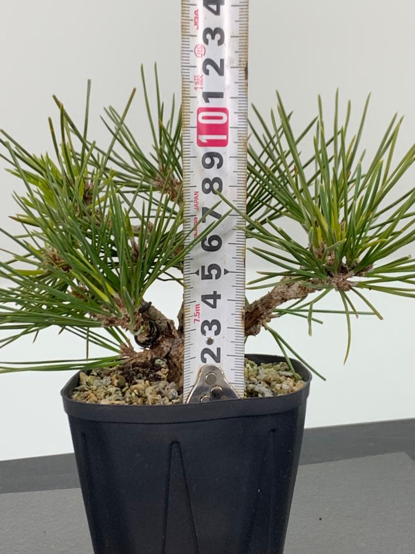 希少　錦松のミニ盆栽　素材　推定樹齢20年以上（検索/懸崖黒松真柏糸魚川赤松）