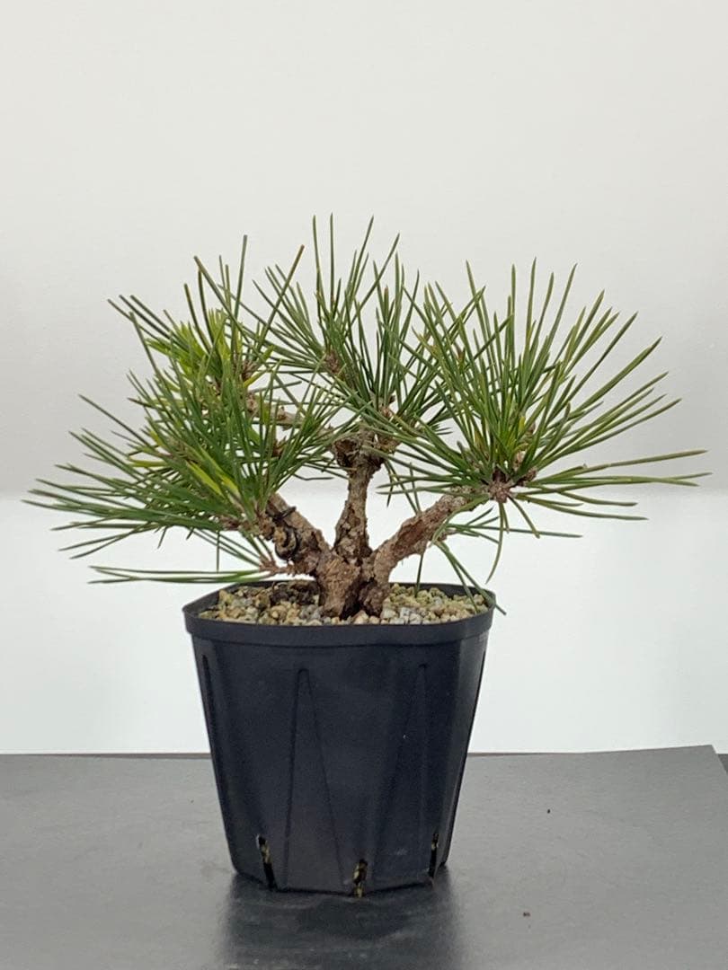 希少　錦松のミニ盆栽　素材　推定樹齢20年以上（検索/懸崖黒松真柏糸魚川赤松）