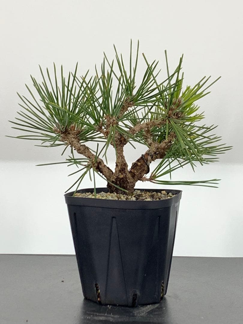 希少　錦松のミニ盆栽　素材　推定樹齢20年以上（検索/懸崖黒松真柏糸魚川赤松）