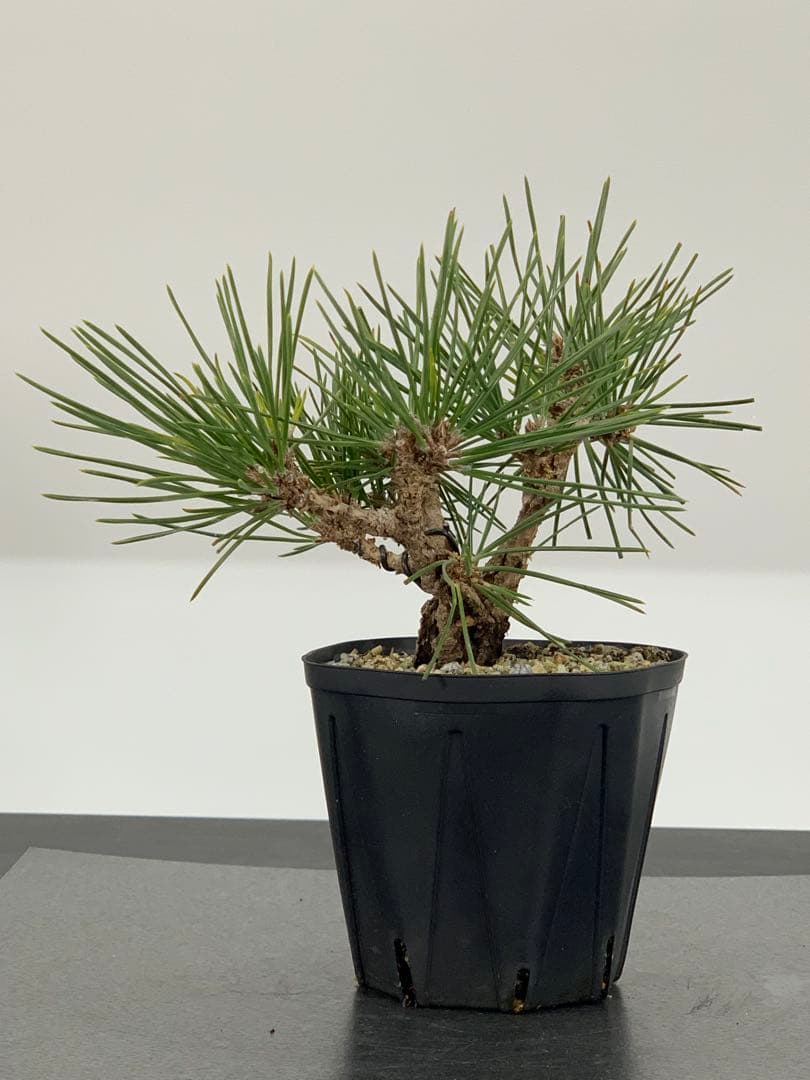 希少　錦松のミニ盆栽　素材　推定樹齢20年以上（検索/懸崖黒松真柏糸魚川赤松）