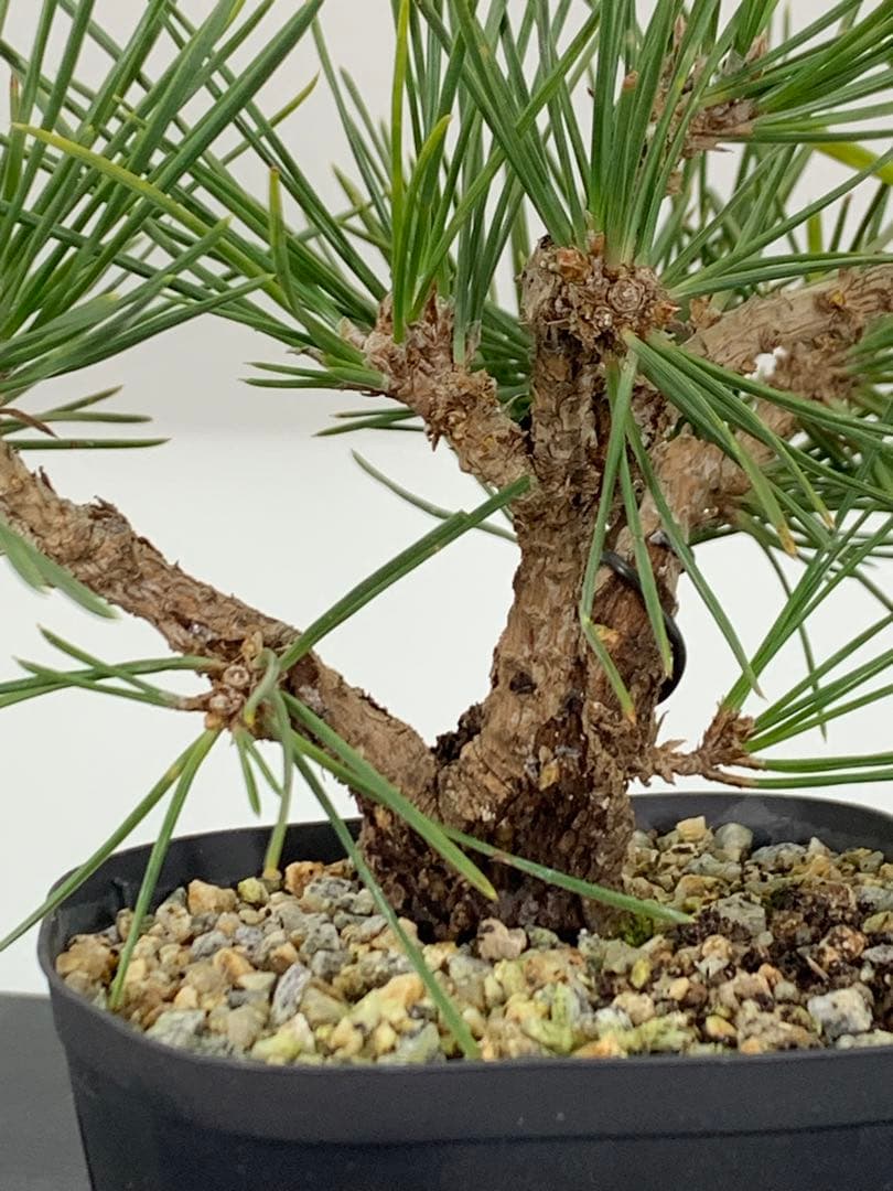 希少　錦松のミニ盆栽　素材　推定樹齢20年以上（検索/懸崖黒松真柏糸魚川赤松）