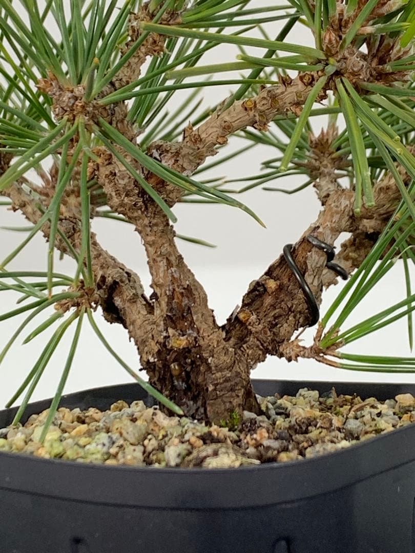 希少　錦松のミニ盆栽　素材　推定樹齢20年以上（検索/懸崖黒松真柏糸魚川赤松）