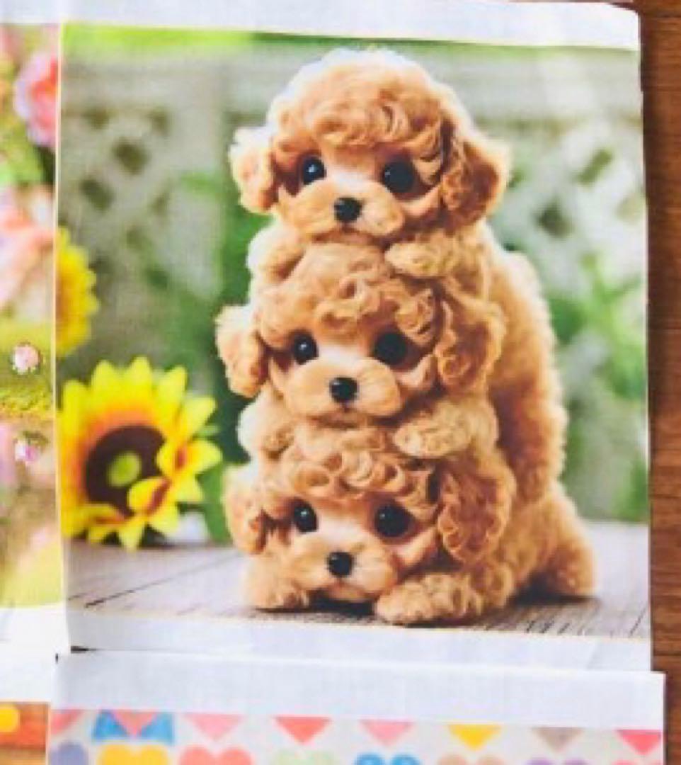 マリモ☆♪☆ページ