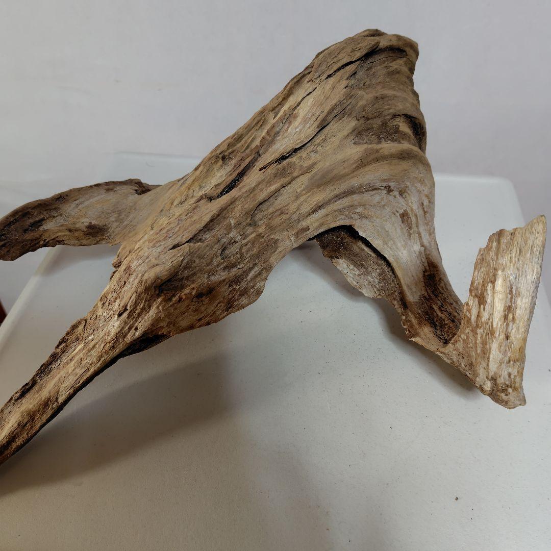 物凄い個性的な流木です。