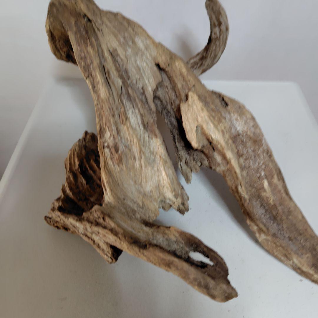 物凄い個性的な流木です。