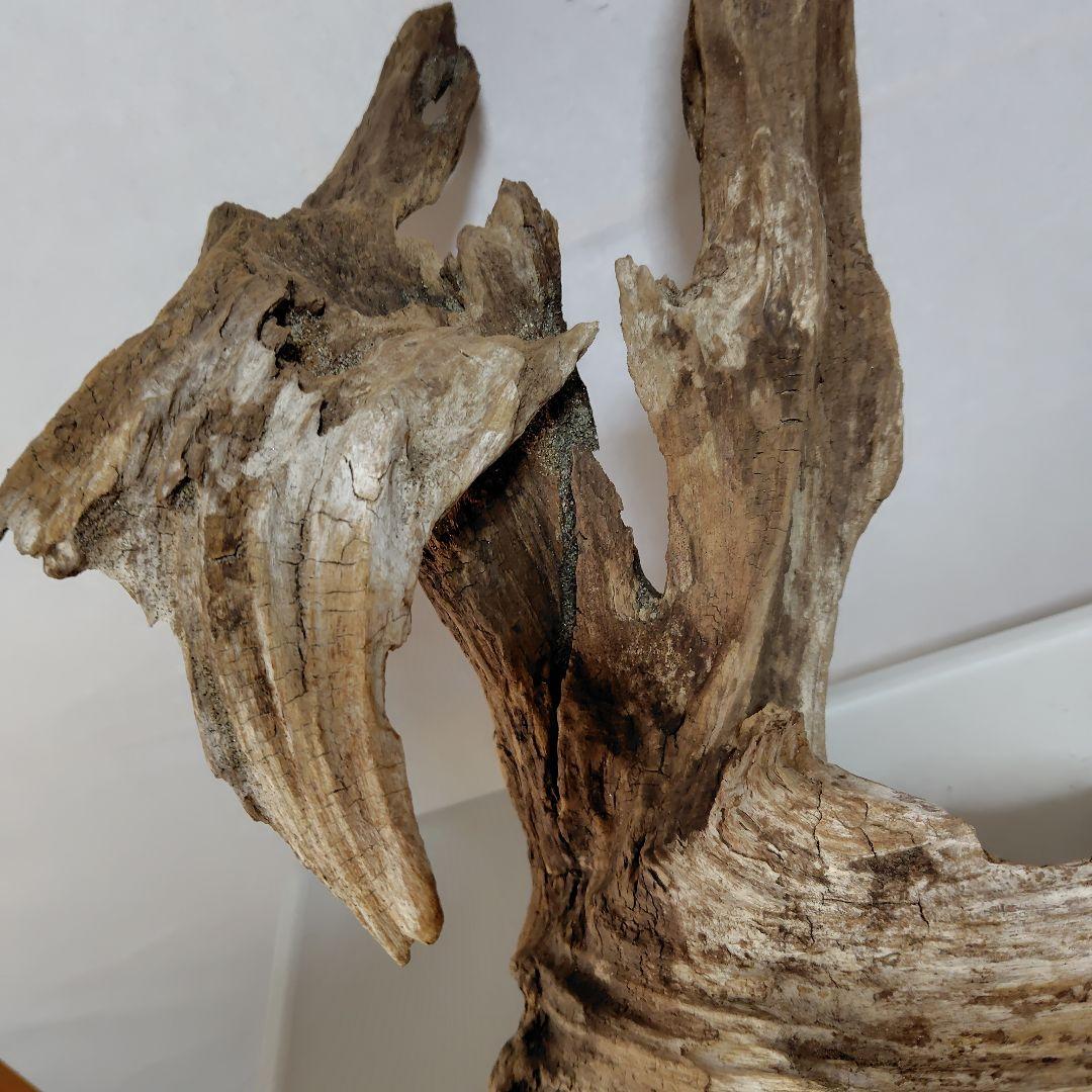 物凄い個性的な流木です。