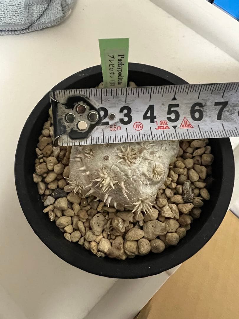 パキポディウム　ブレビカウレ　恵比寿笑い