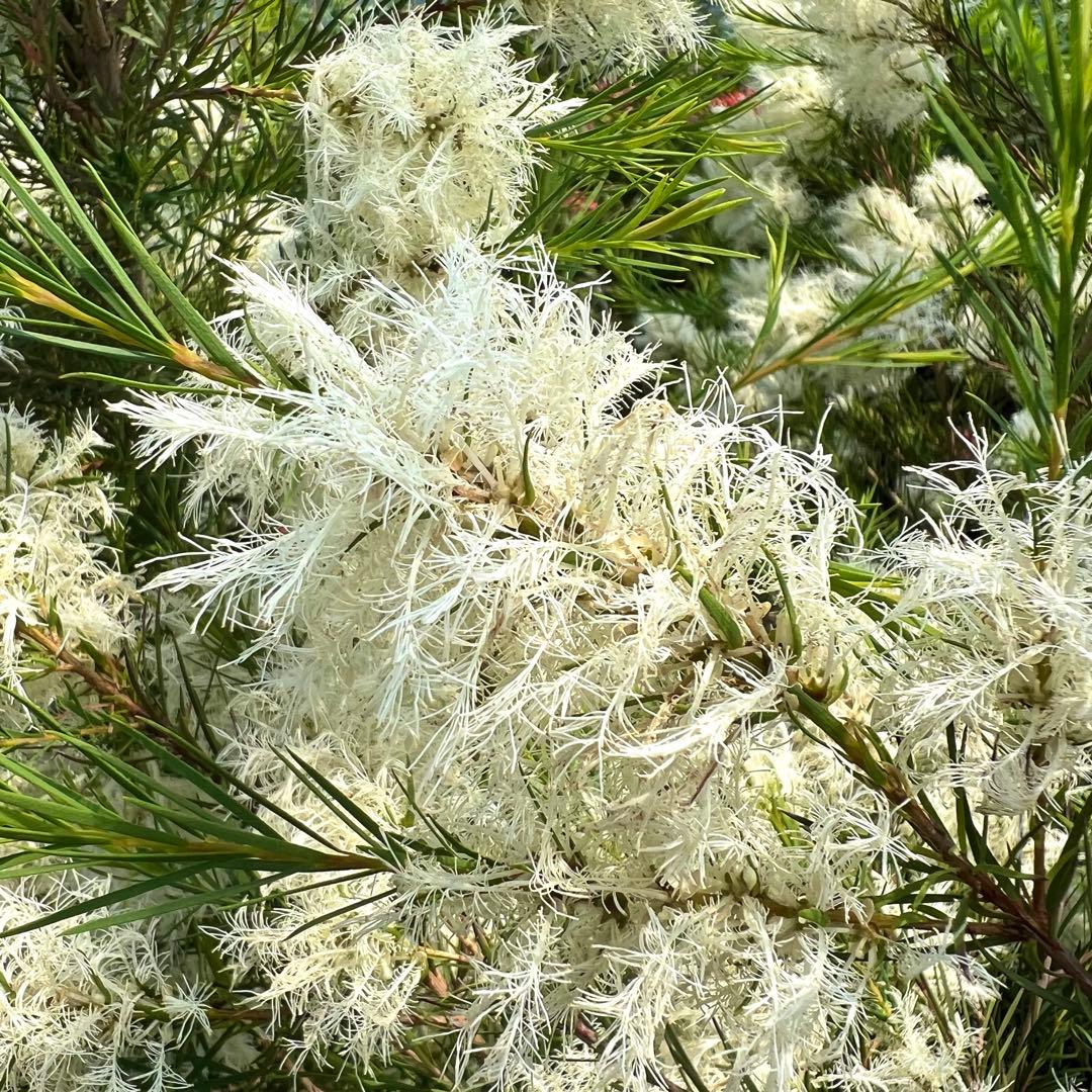 【高さ140㎝前後‼️】メラレウカ　メディカルティーツリー ティーツリー　苗